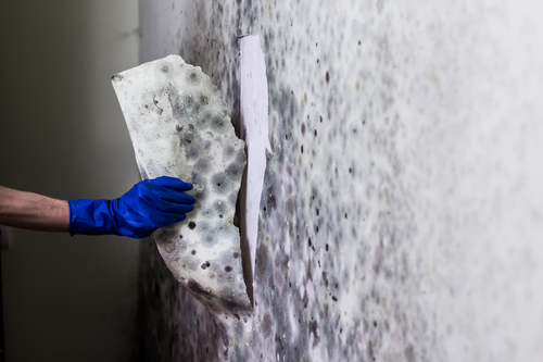 Removing mould from the wall in the house Schimmel Altbau